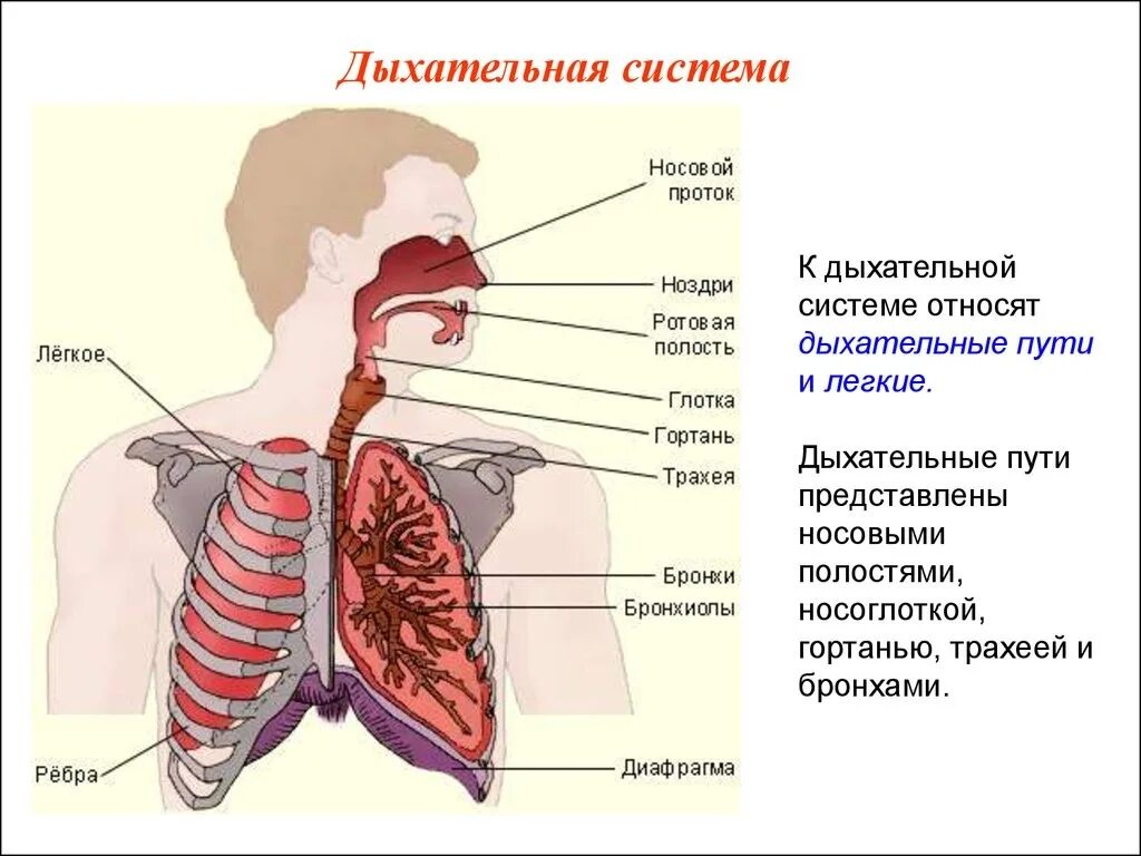 Глоток кислорода. Строение дыхательной системы человека. Строение системы органов дыхания анатомия. Дыхательная система трахея анатомия. Схема дыхательных путей.