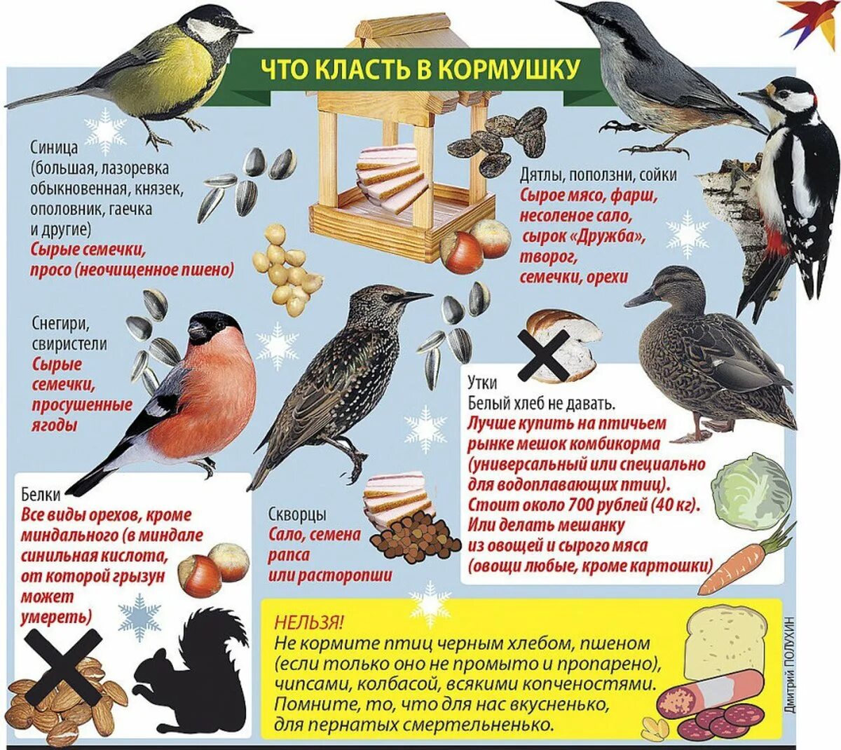 Зачем птицам. Чем кормить зимующих птиц. Чем кормить птиц зимой. Корм для зимующих птиц в кормушку. Корм для птиц зимой в кормушках.