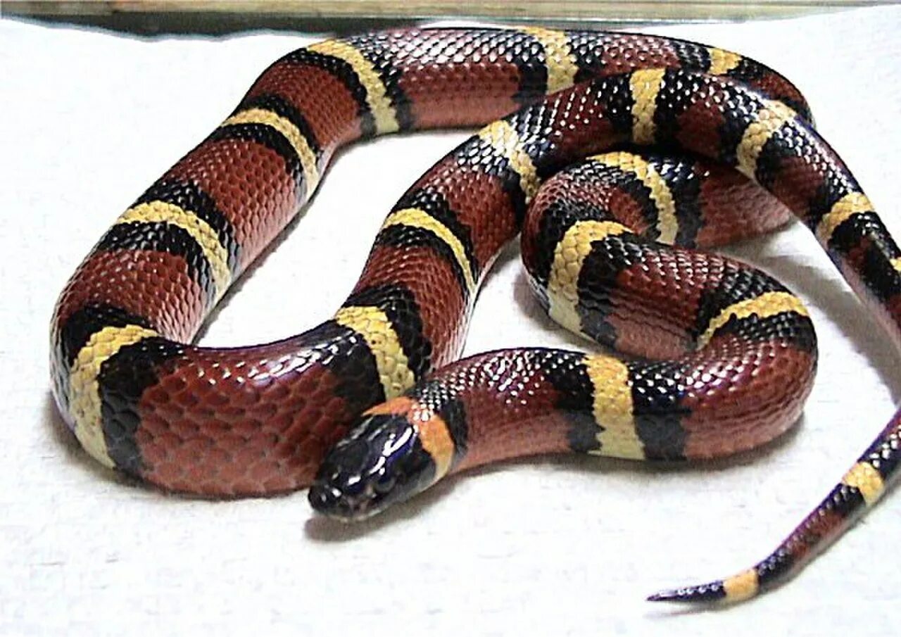 Змея аспидов 5. Молочная змея Lampropeltis Triangulum. Коралловый Аспид змея. Молочная змея и коралловый Аспид. Lampropeltis Triangulum annulata.