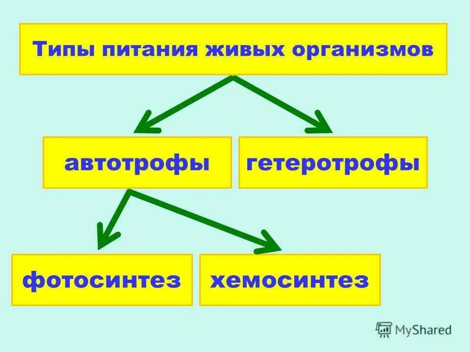 Организмы питающиеся живыми организмами это. Типы питания. Виды питания организмов. Организмы по типу питания. Тип Тип питание.