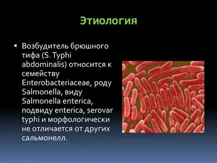 Ведущим в патогенезе брюшного тифа является