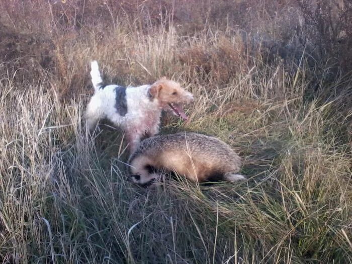 охота с норными на барсука на норе. норные собаки на барсука. охота на барсука с норными собаками. охота на барсука с норными собаками. такса кроличья с ягдтерьером.