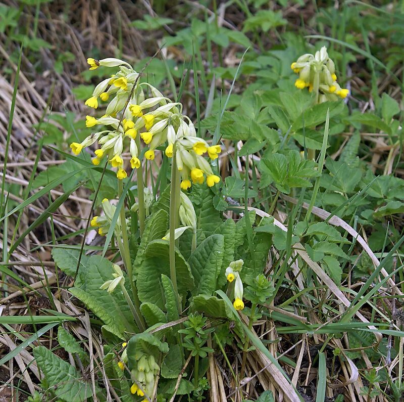 Первоцветы подмосковья фото с названиями. Первоцвет весенний (Primula veris l.). Первоцвет весенний Плантариум. Весенние первоцветы Подмосковья. Первоцветы Подмосковья желтые.