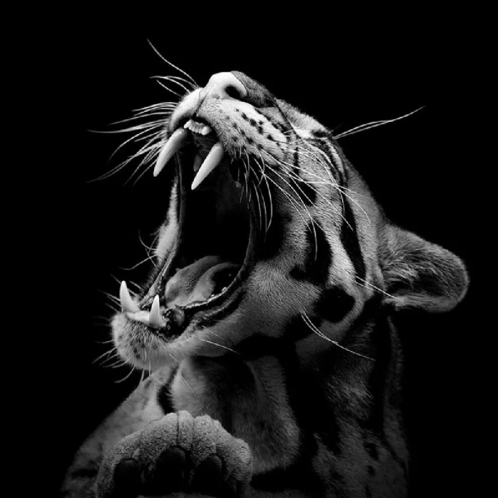 Черно белые животные. Тигр на черном фоне. Тигр рычит. Тигр черно белый.