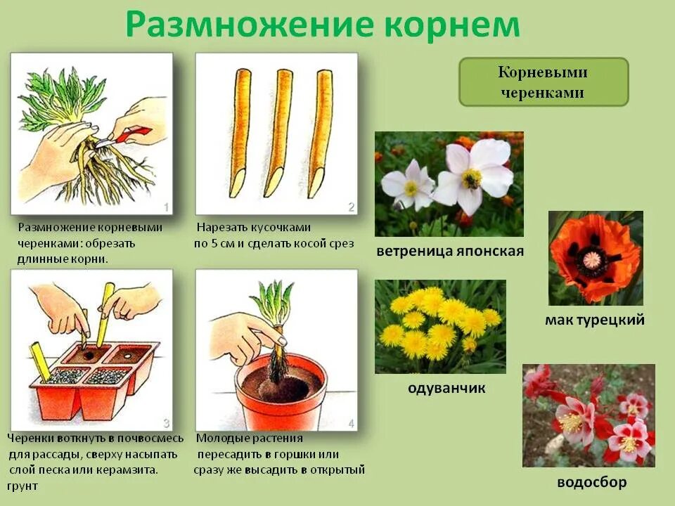 Какие способы размножения растений вы наблюдали