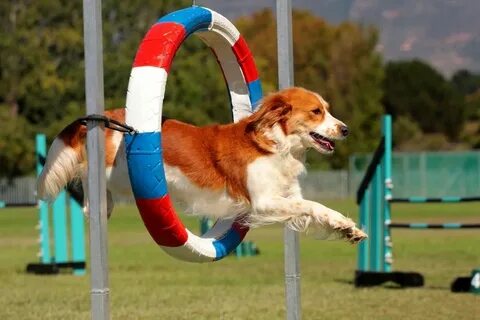 Dog competition
