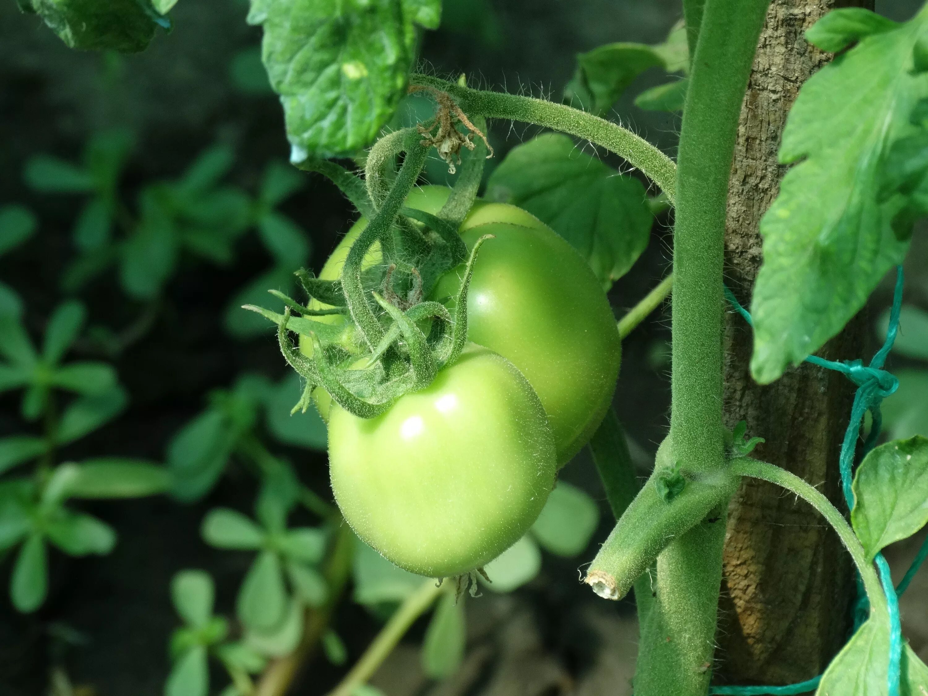 One Ripe Tomato Among Many Green Ones Green tomatoes, Free high resolution photo