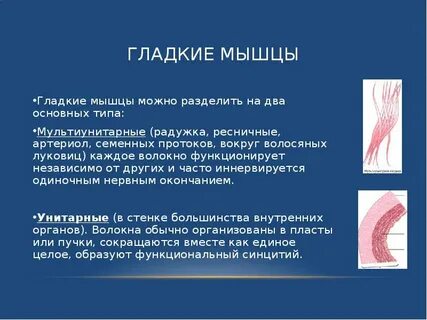 Работа гладкой мускулатуры