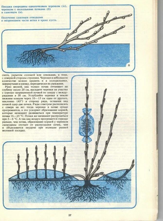Смородина как сажать