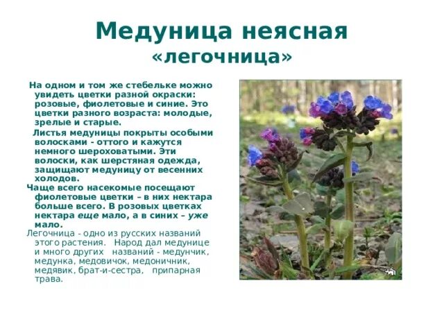 Медуница лекарственная для чего. Медуница неясная листья. медуница кустовая. медуница неясная побеги. медуница колючая.