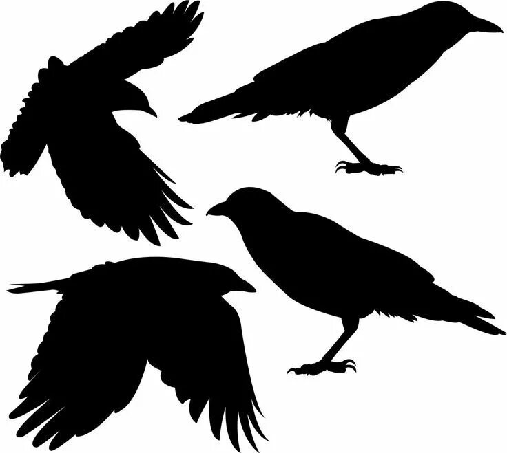 Ворон шаблон для вырезания Corbeau Wikipédia