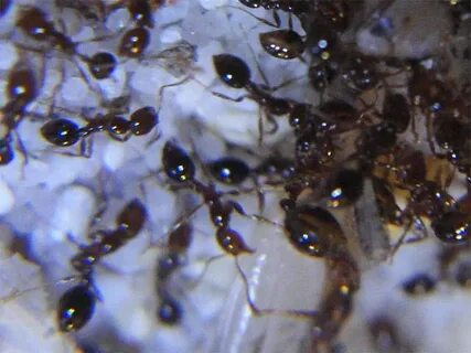 Solenopsis geminata