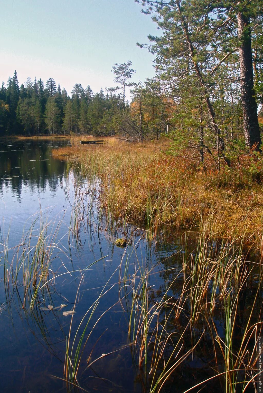 ближнее озеро. ближайший озеро. воронцовское озеро ленинградская область. озеро васкна эстония. вода озеро.