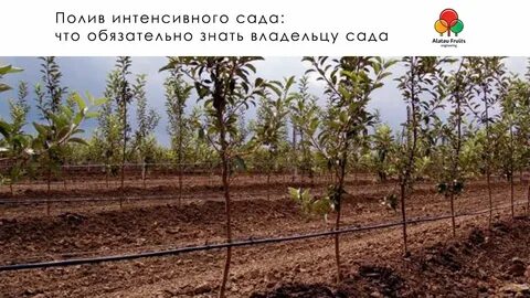 Полив яблони