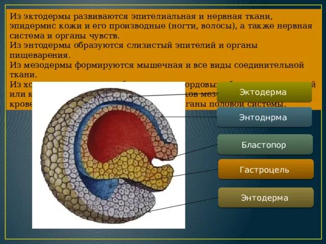 Энтодерма что образуется. Энтодерма что образуется