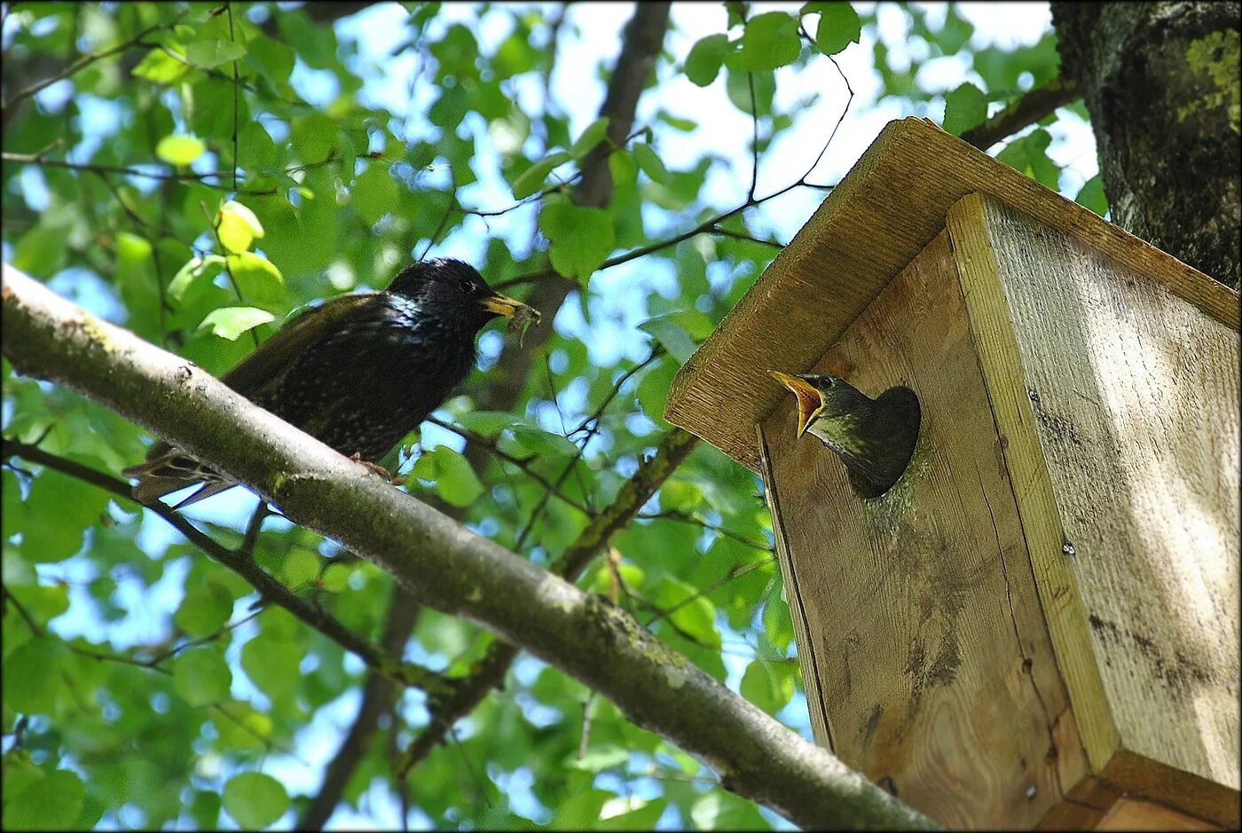 скворец скворушка скворечник. скворец в скворечнике. скворец птица в скворечнике. птица возле скворечника. скворец птица в скворечнике.