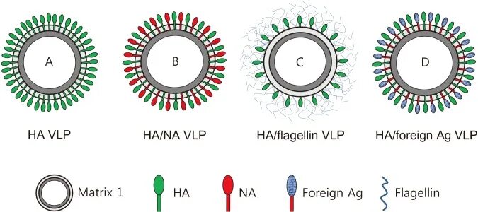 Like virus. VLP технология. VLP кривые. Расчет VLP. Virus like Particles orf2.