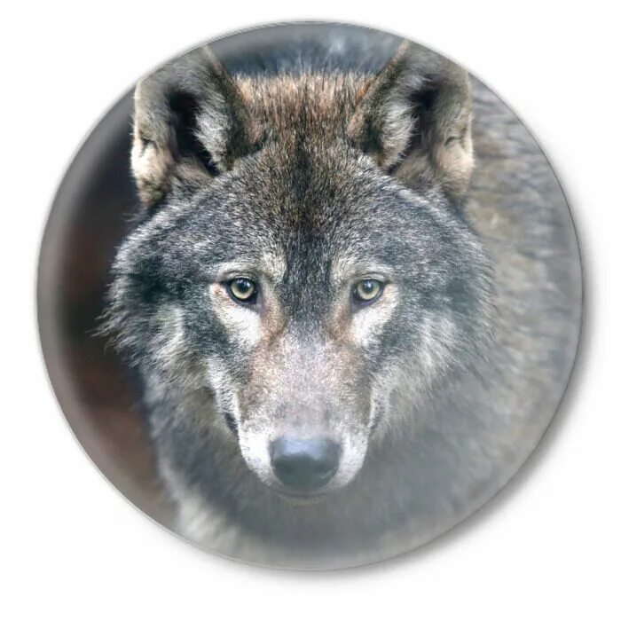 Волк иконка. Волк пиктограмма. Сероволки значок. Значок с животными с волками. Серый волк купить