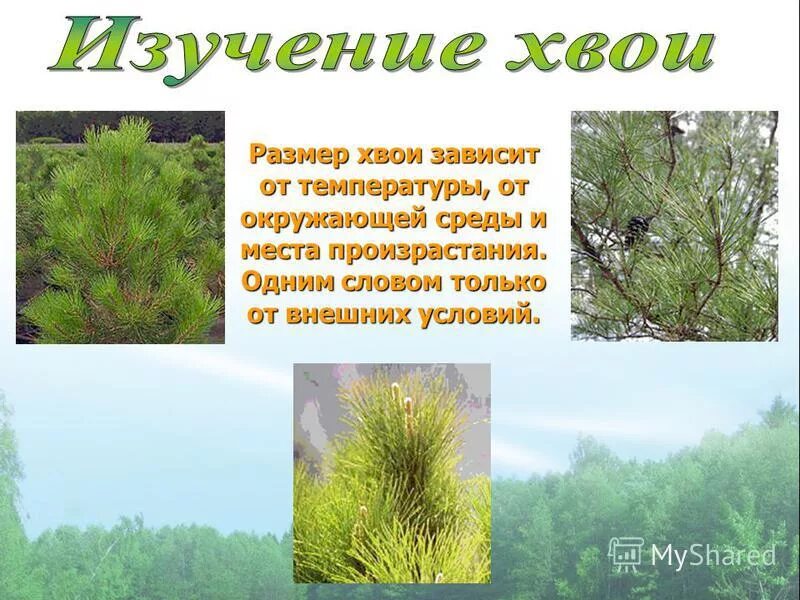 форма семенной чешуйки шишки сосны. строение хвойной иголки. можжевельник расположение хвоинок. размер форма чешуек плотность шишки сосны. ассортиментная ведомость проектируемых деревьев и кустарников.