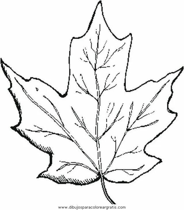 Черно белые картинки листьев. Форма кленового листа. Трафареты кленовых листьев. Листья раскраска. Лист клена трафарет.