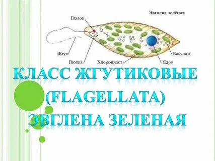 Эвглена зеленая какой хлорофилл