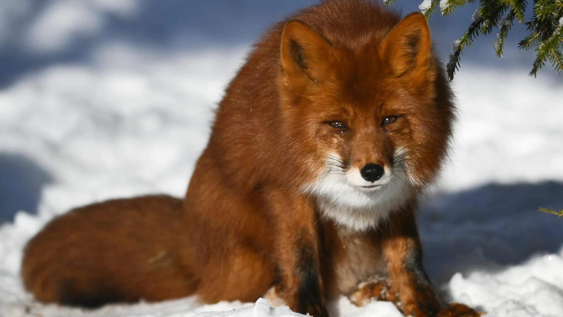 Лисица. Лиса какая. Лиса в Москве. Картинки на рабочий стол зима лиса. Fox them