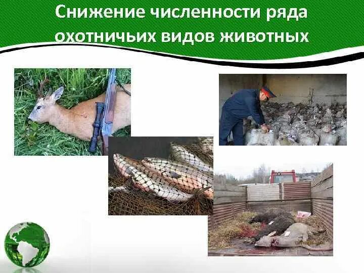 Примеры отрицательного влияния человека на животных. Снижение численности животных. воздействие человека на животных презентация. влияние человека на численность животных. сокращение численности растений и животных.