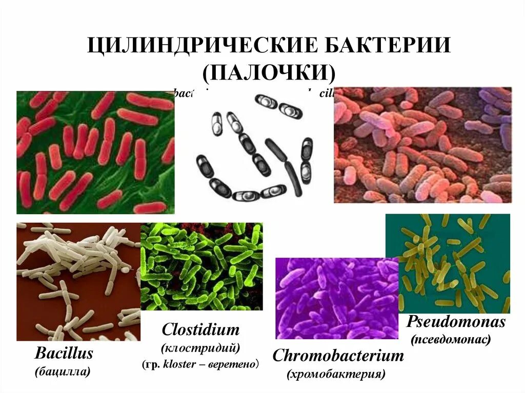 Микроорганизм имеющий форму запятой палочки 7. Палочки бактерии бациллы. форма бактерий палочки. виды палочек бактерий. цилиндрические бактерии.