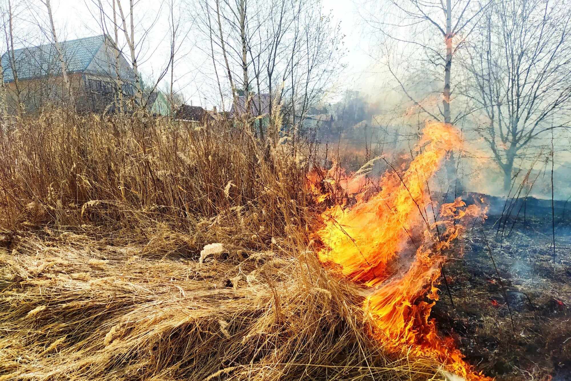 Пал огня. Пал травы Ярославская область. Пожар травы. Пожары от сухой травы. Горит сухая трава.