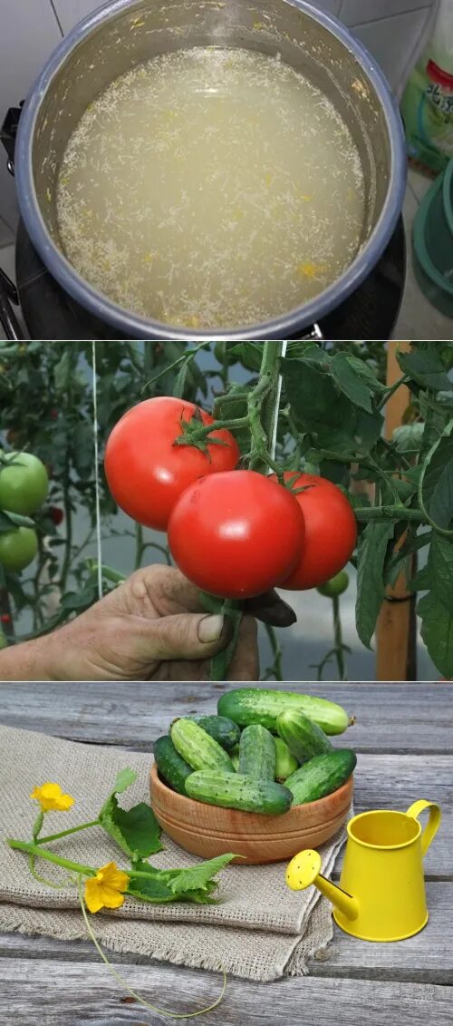Можно ли рассаду поливать дрожжами. Дрожжевая подкормка для помидор. Подкормка помидор дрожжами. Полить помидоры дрожжами. Дрожжевая подкормка для томатов.