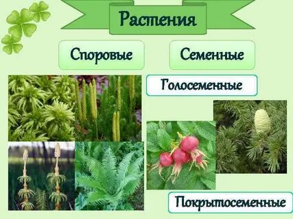 Виды споровых и семенных растений