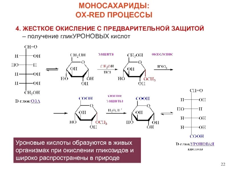 D глюконовая кислота циклическая форма. Озазонов моносахаридов. Окисление в уроновые кислоты. Глюконовая кислота циклическая формула. Реакция образования окисления глюкозы