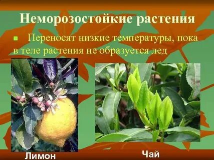Приспособление растений к температуре