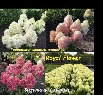 Роял фловер