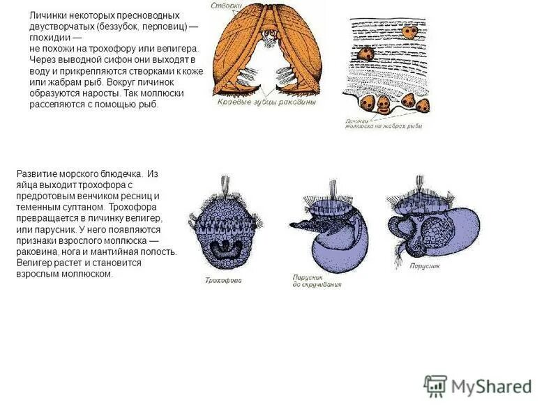 Глохидий беззубки личинка строение. Строение глохидий беззубки. Глохидий паразитическая личинка беззубки у рыб. Цикл развития беззубки схема. Личинка беззубки глохидий.