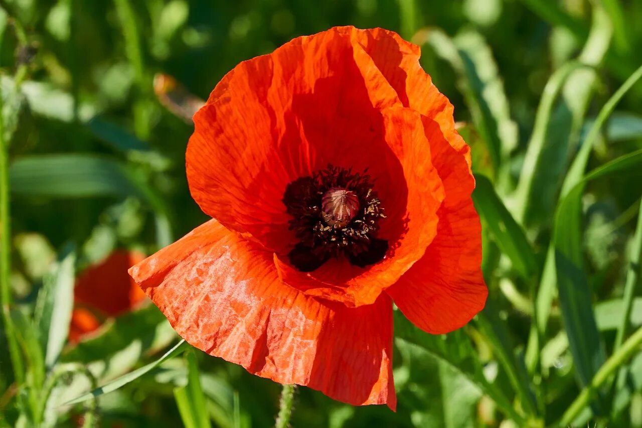 Corn poppies. Красный Альпийский Мак. Мак белошерстистый. Горный Мак. Мак Альпийский оранжевый.