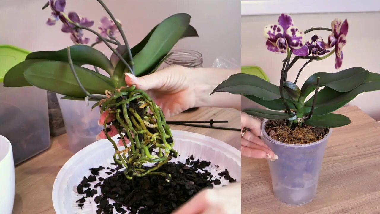 Фитильный полив орхидей. Пиниф Орхидея. Орхидеи на фитиле. Орхидеи на фитильном поливе. Орхидеи нельзя держать дома