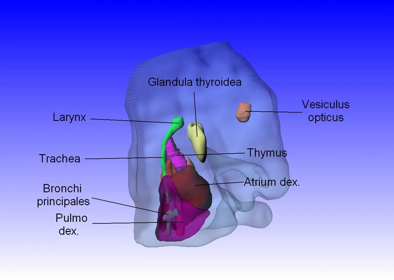 Glandula перевод с латинского. Glandula thyroidea на препарате. кровоснабжение надпочечников. Glandula перевод с латинского. Glandula thyroidea топографическая анатомия.