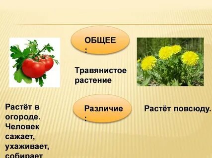 Травянистые растения помидор
