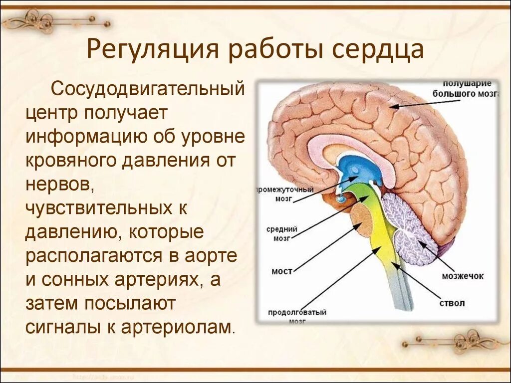 Головной мозг регулирует деятельность. Центры регуляции работы сердца. Центр сердечно сосудистой системы в мозге. Сосудистый центр в головном мозге. Где находится центр регуляции сердечной деятельности.