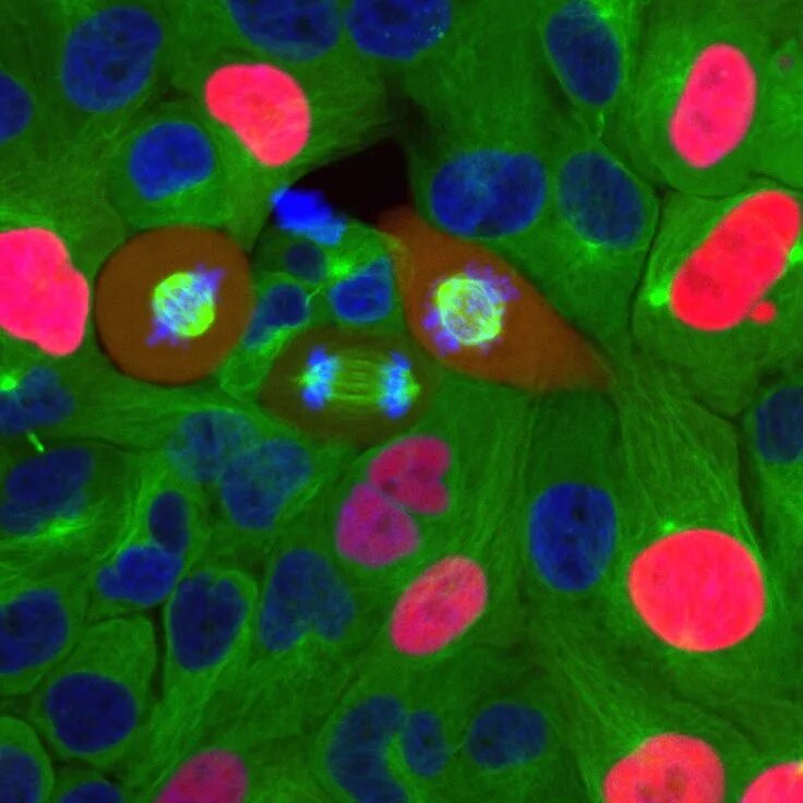 Reversed cell