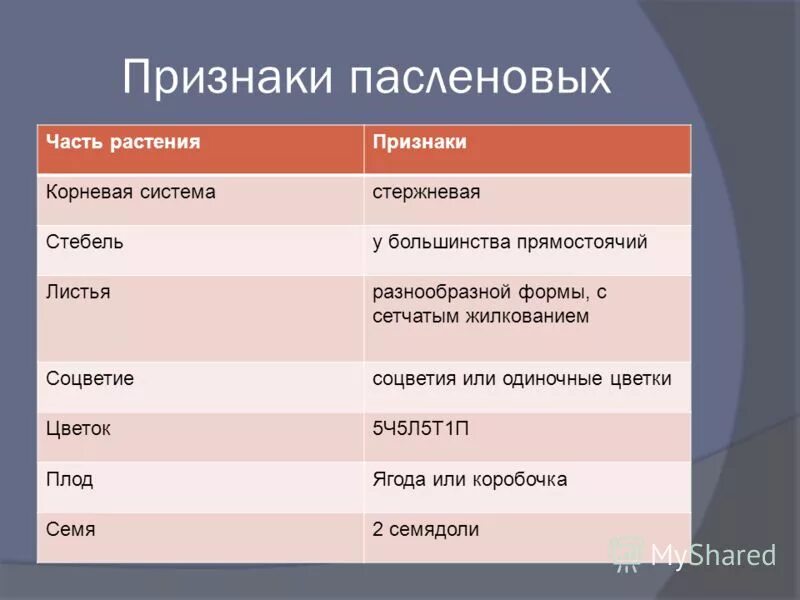 Семейство пасленовые корневая система