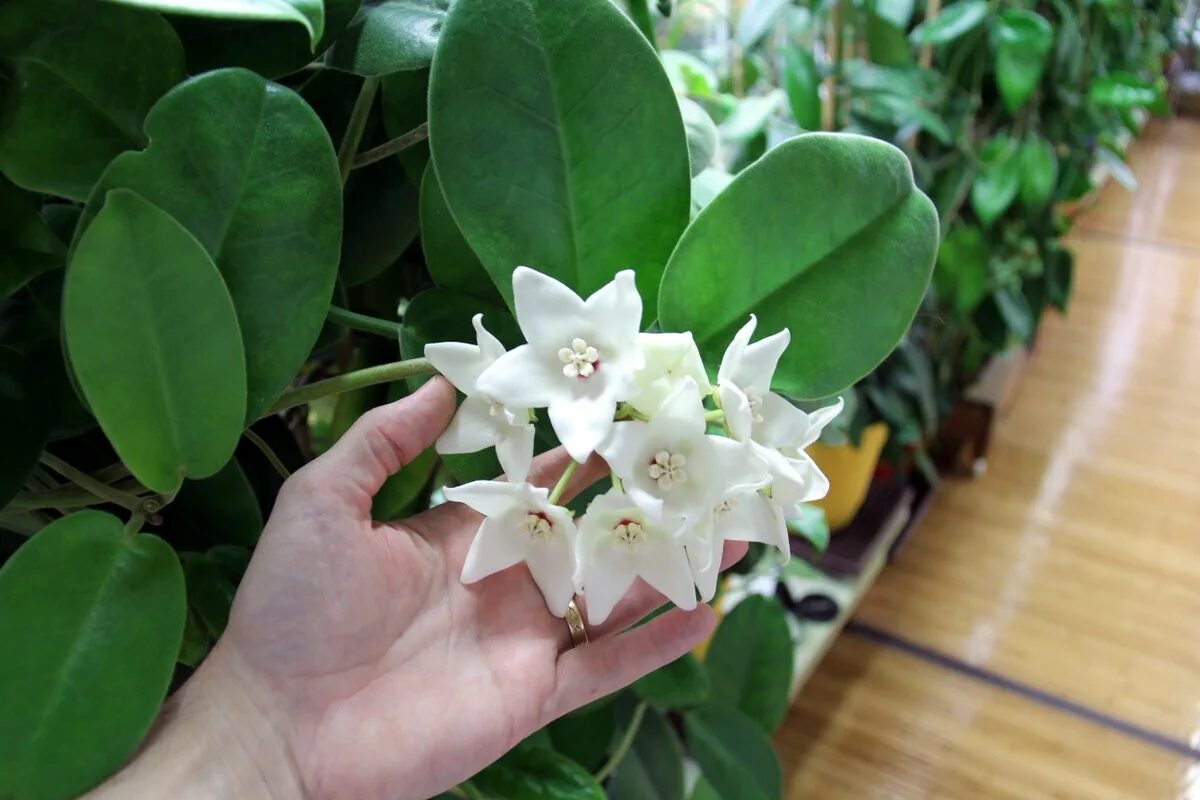 #хойя #растения #коллекция #plants #hoya #plantcollection