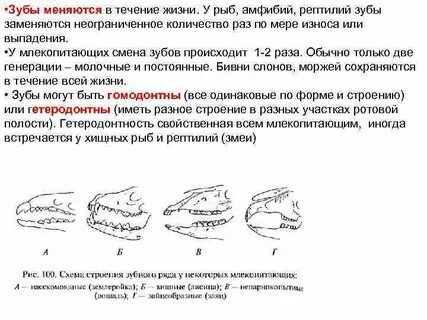 В течение жизни человека происходит
