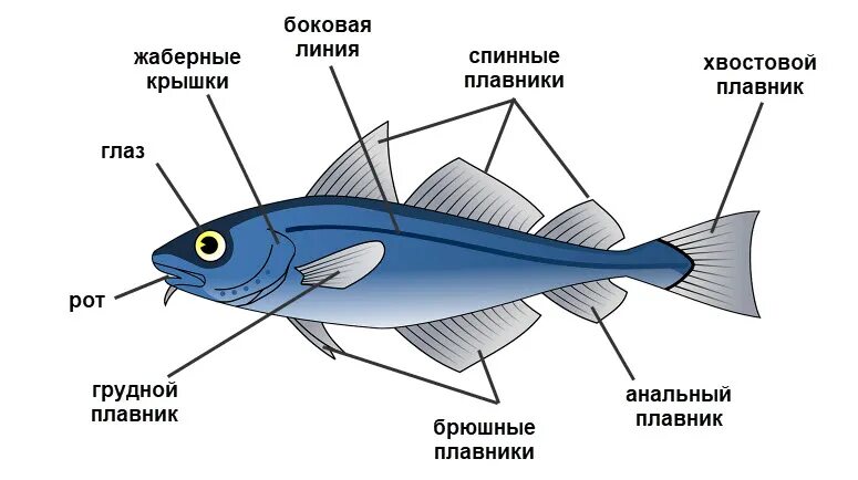Wind Turbine / Solar Panel Inspiration Fish illustration, Fish, Fish fin