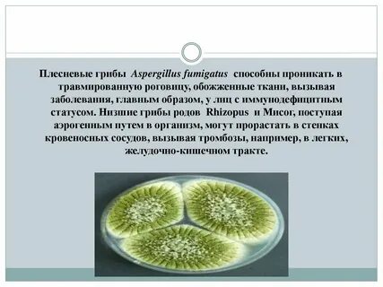 Низшие плесневые грибы