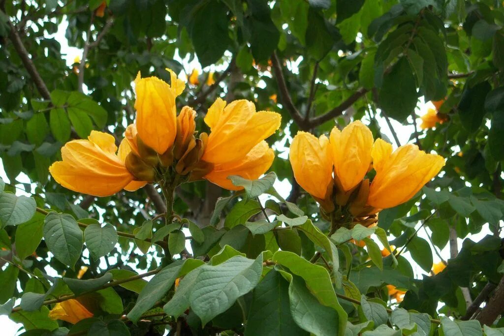 Tulip tree