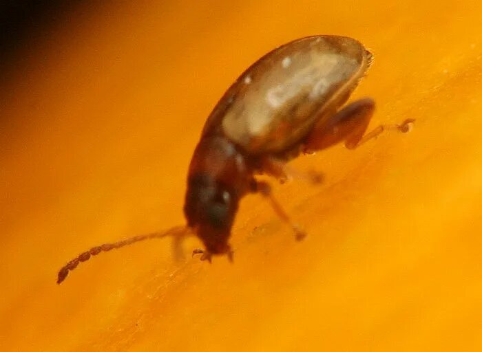Блохи прыгают. Блохи прыгают. Блоха. Блохи летали. Блохи кровососущие насекомые.