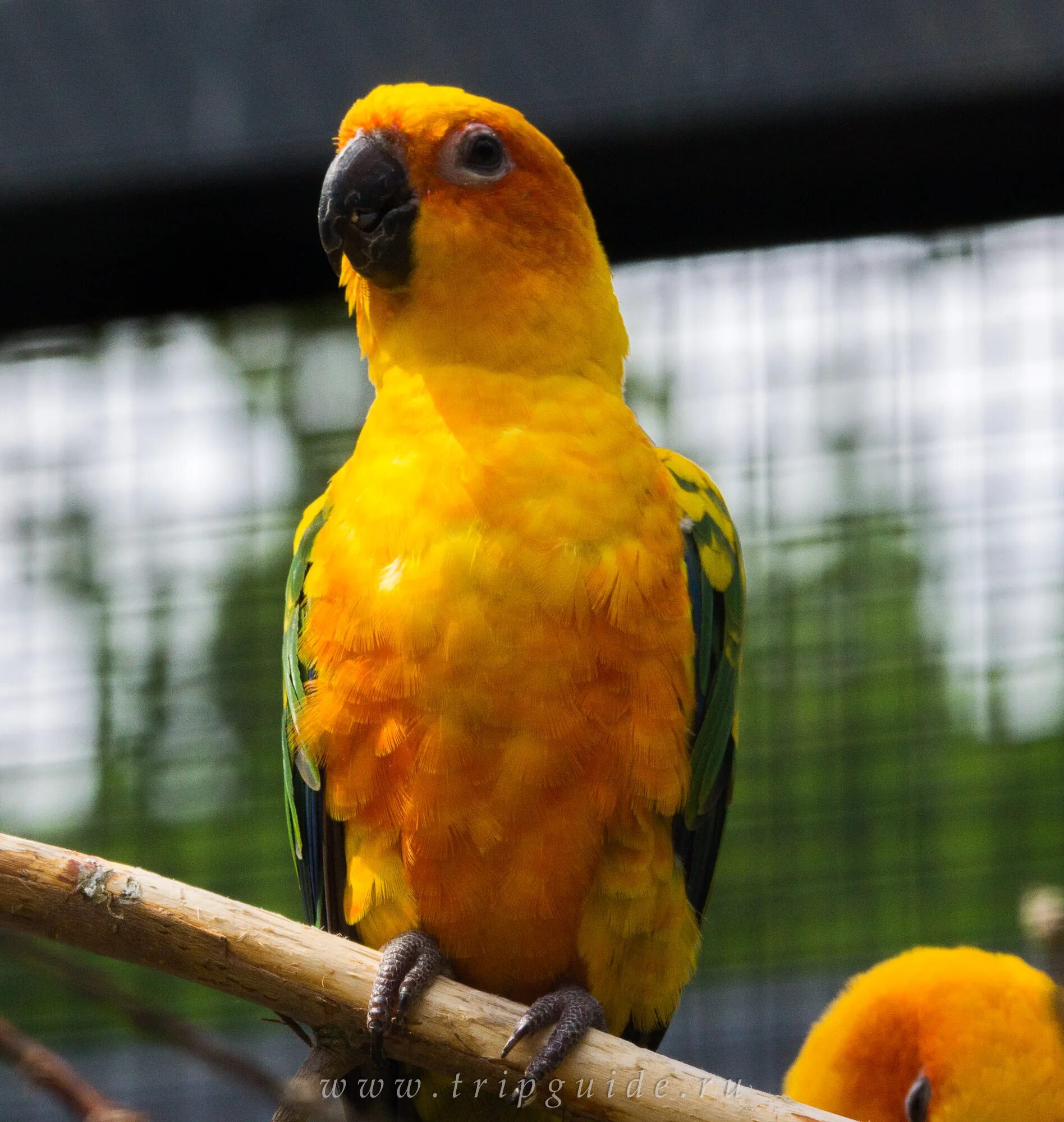 Попугай аратинга. Аратинга ендайя. Попугай аратинга яндайя. Оранжеволобая аратинга. Попугай аратинга.