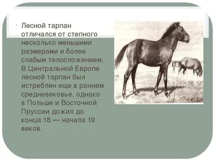 Аптека тарпан